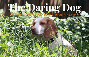 The Daring Dog Training logo
